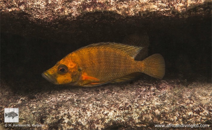 Altolamprologus compressiceps 'Polombwe Bay'